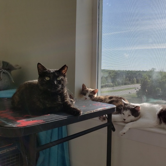 Emo - Picture 8 of 12